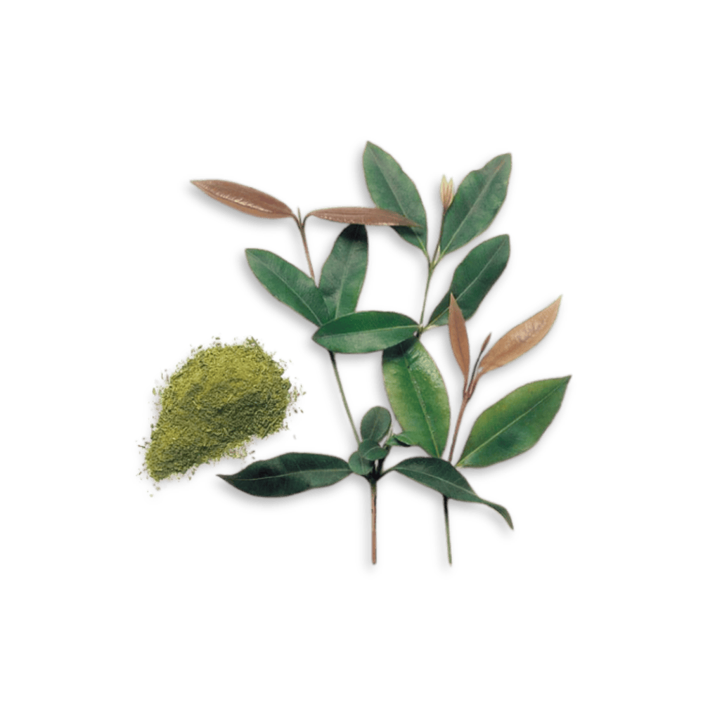 Lemon Myrtle Ground 50g — Creative Native Foods